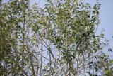 Perched Willow Bird