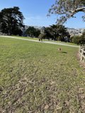 Frisbee Fun in Alamo Square Park
