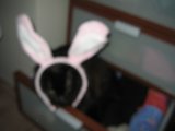 Bunny Ears Kitty