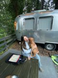 Airstream Adventures with Furry Friends