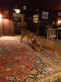 Playful Pups in the Living Room
