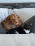 Furry Couch Potatoes