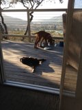 Serene Pet Retreat on a California Deck