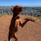 The Majestic Vizsla taking a Stand