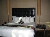 Monkeying Around in the Bedroom