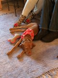 Furry Companionship on a Cozy Winter Day