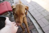Feeding Time for a Furry Friend