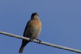 Perched on a Wire