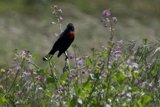 Harmony in the Grassland