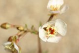 White flower in bloom