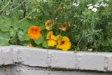 Vibrant Blossoms in Bloom