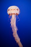 Majestic Jellyfish Encounter at Monterey Bay