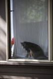 Window Cat