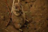 The Intricate Life of Rodents at SF Zoo