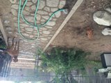 Canine fun in the backyard