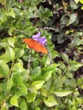 Gulf Fritillary Butterfly