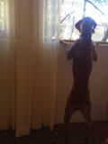 Window Watcher