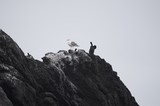 Seagull Reigns Supreme Atop Rocky Coastal Outcrop
