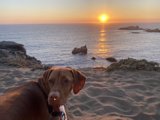 A Weimaraner's Sunset