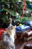 Christmas Cuddles with a Feline Friend