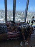 Cozy Living Room with Companions