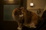 Midnight Watchman