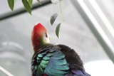 Vibrant Plumage Perched