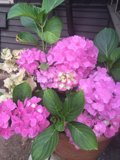 Pink Geraniums on the Porch