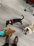 Three Canine Companions