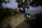 Serenity by the Tree Bench