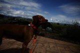 Vineyard Pup Adventure