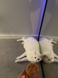 Cat and Juice on Hardwood Floor