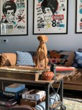 The Canine Couch Companion