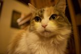 Fierce Feline Fixation