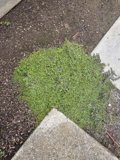 Nature Finds a Way
