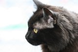 The Feline Beauty