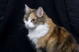Beautiful Calico Cat