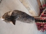 Stray Cat Strolls Past Wooden Stairs
