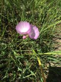 Anemone Beauty