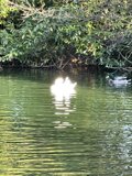 Serene Duck on Stow Lake
