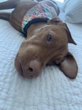 Resting Pooch