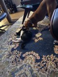 Furry Friends on the Rug