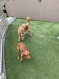 Pups Enjoying Playtime on Lush Artificial Grass
