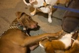 Playful Pups