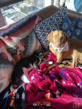 Furry Friends on a Cozy Couch