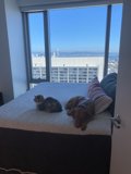 Relaxing Canine Duo on a Sunny Day