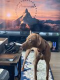 A Canine's Observe on Artwork