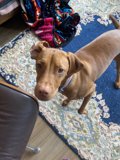Home Decor with Canine Touch