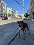 Urban Pupper on the Move