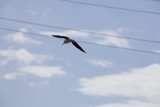 Flight of the Feathered